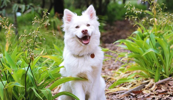 Rabies vaccin hund