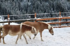 haflinger pferde schnee winter