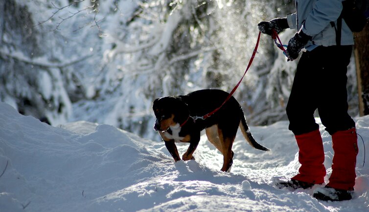 RS C Hund Schnee Winter