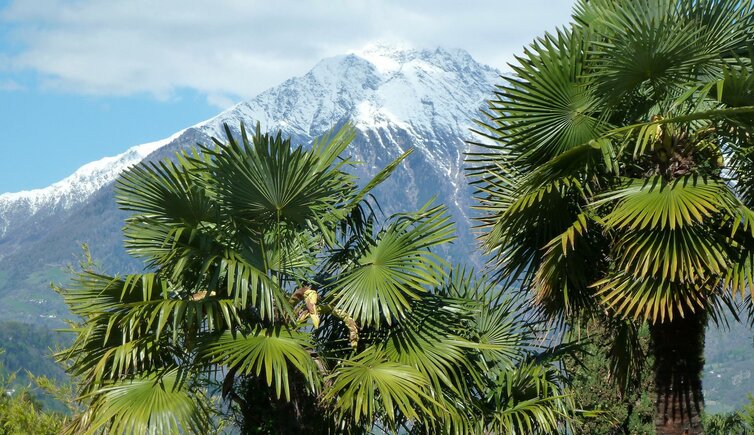 meranerland Fruehbucher winter pixa